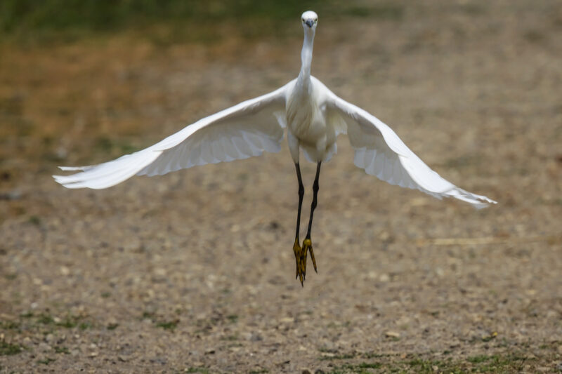 Aigrette garzette